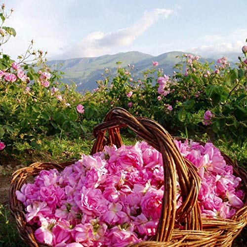 Bulgarianrose Day Face Cream with Natural Rose Oil, Moisturizing and Rejuvenating Skin Care, Rose Water Revitalizing Day Cream, Face Moisturizer for dry skin