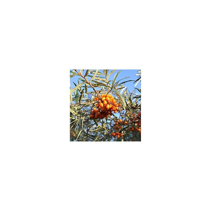 Weleda Hydrating Sea Buckthorn Body Lotion, 6.8 Fluid Ounces (Pack Of 2)