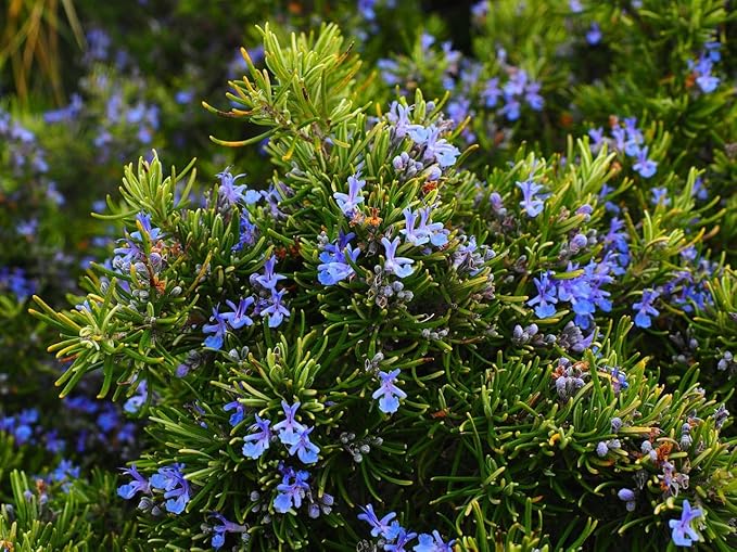 Rosemary Hydrosol - Organically grown - 16oz bottle