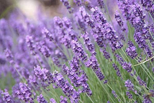 Dr Joe Lab Lavender Hydrosol Spray Toner for face Floral Water Hydrating Mist, Pure and Natural for All Skin Types (32 oz)