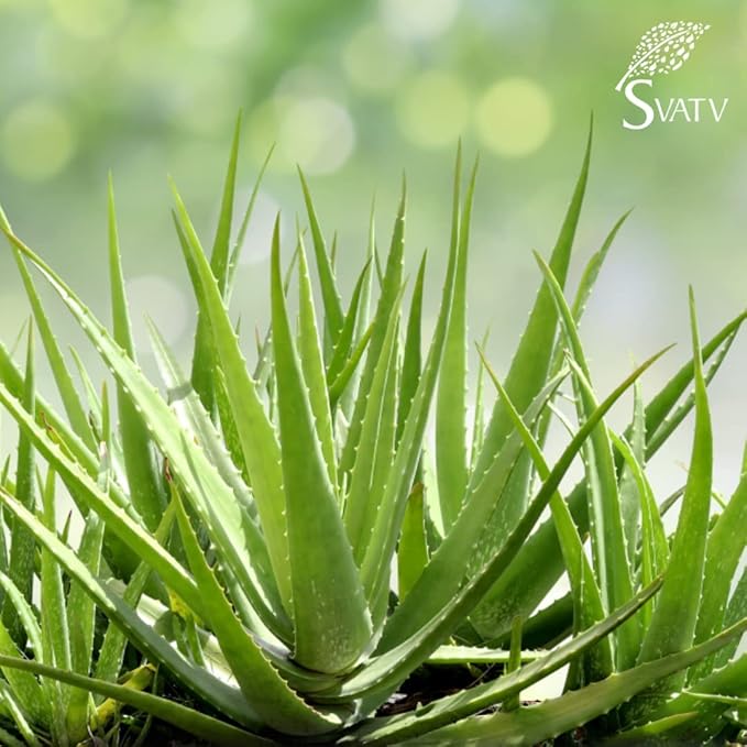 SVATV Vitamin-e Aloe Vera Gel | Soothing Skin Hydration | Paraben & Sulfate Free - 200g | 7.05 Oz | 0.44 Lbs