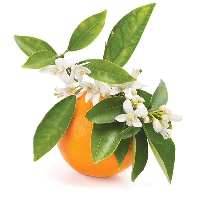 Neroli Water Hydrosol Face Mist Calming 8 oz Spray Toner Aromatherapy Facial Spritz Sprayer Linen Sheets Body Mist Pure Hydrosol Water Hydrating Cleansing Toning Orange Blossom OPO -Packaging May Vary