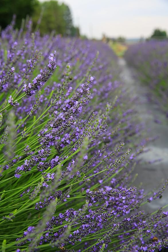 Organic Water Hydrosol Lavender Spray - Floral Water for Skincare, Aromatherapy, Stress Relief & Relaxation, Natural Facial Toner, Body Mist, Room & Linen Spray, Made in USA - 32 oz