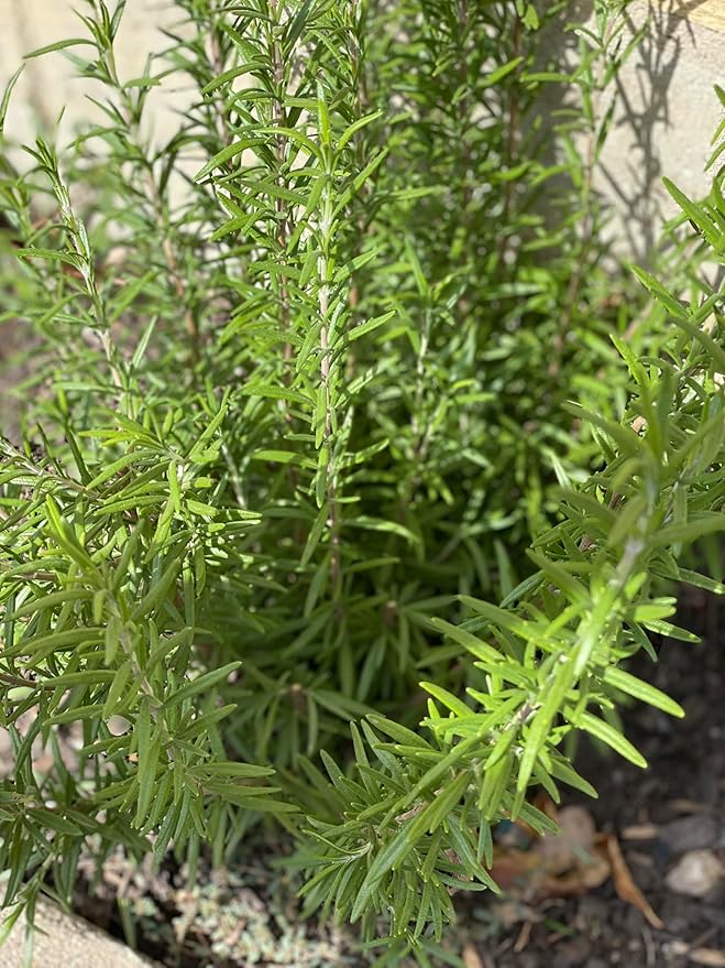 Rosemary Hydrosol — Natural Facial Mist & Skin Toner | Refreshing Botanical Water | for Oily & Combination Skin | 4 fl oz / 120 ml