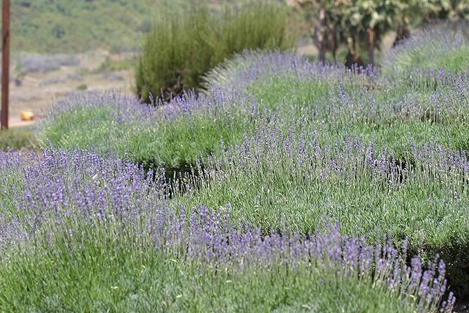 Lavender Hydrosol - Organically grown - 16oz